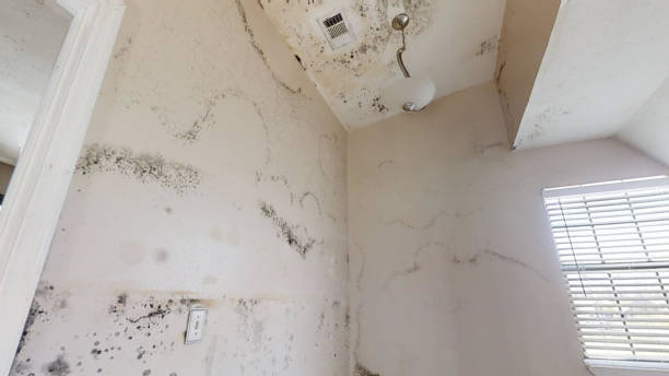 Best Airborne Mold Testing  in Blackhawk, SD