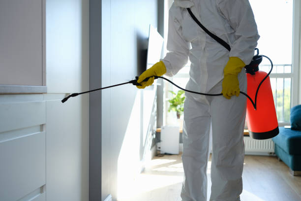 Best Black Mold Removal  in Blackhawk, SD