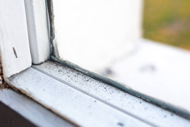 Best Post-Construction Mold Inspection  in Blackhawk, SD